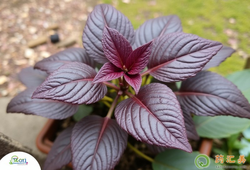 胰腺炎恢復(fù)期可以吃紫蘇嗎 胰腺炎恢復(fù)期可以吃紫蘇嗎