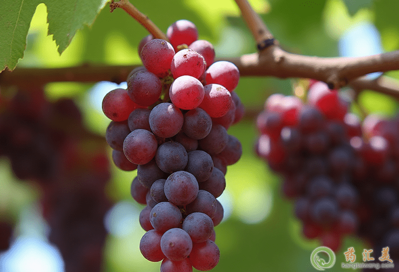 口臭可以吃巨峰葡萄 口臭可以吃巨峰葡萄