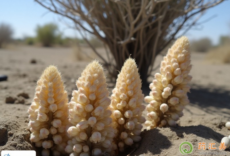 最全的補(bǔ)腎食物大全 最全的補(bǔ)腎食物大全