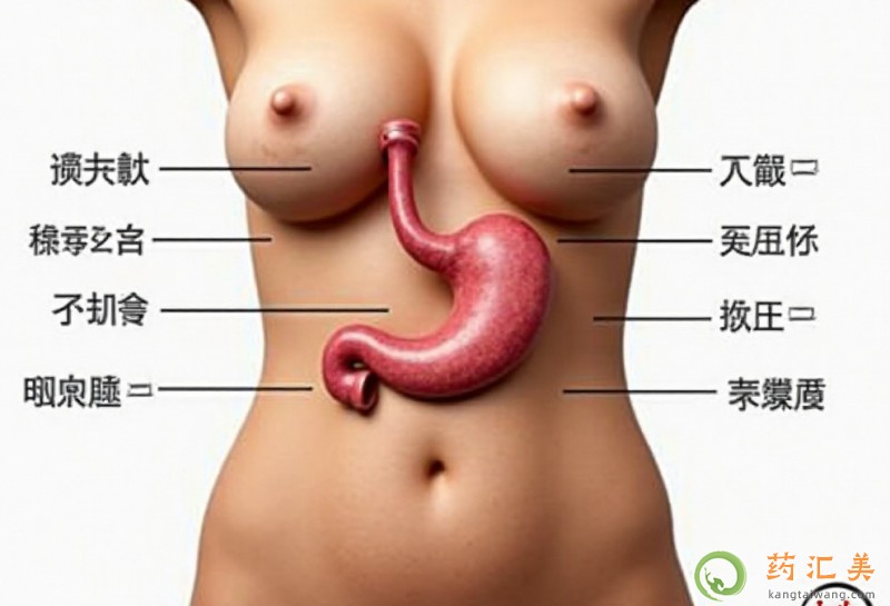 胰腺圖片位置示意圖 胰腺圖片位置示意圖