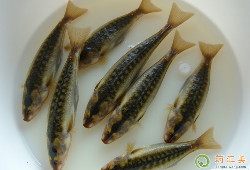 泥鰍的營養(yǎng)價值 泥鰍的營養(yǎng)價值