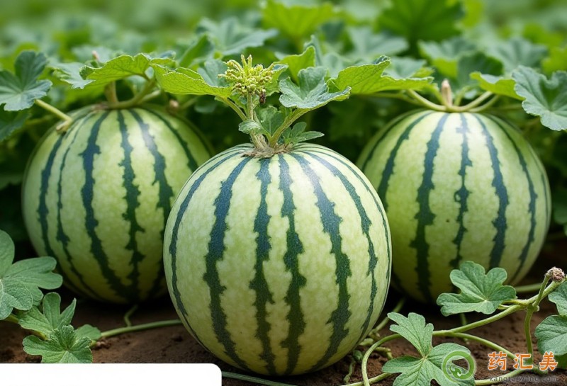 西瓜和什么食物相克不能一起吃 西瓜和什么食物相克不能一起吃