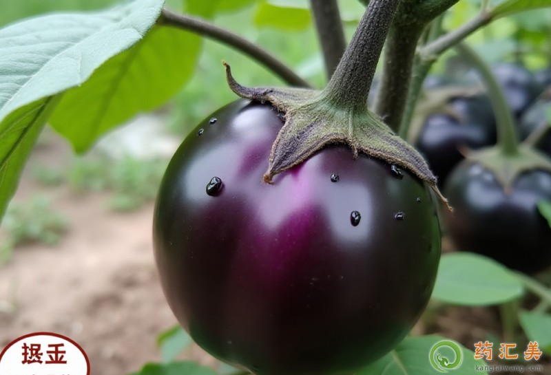 膽結(jié)石能吃圓茄子嗎 膽結(jié)石能吃圓茄子嗎