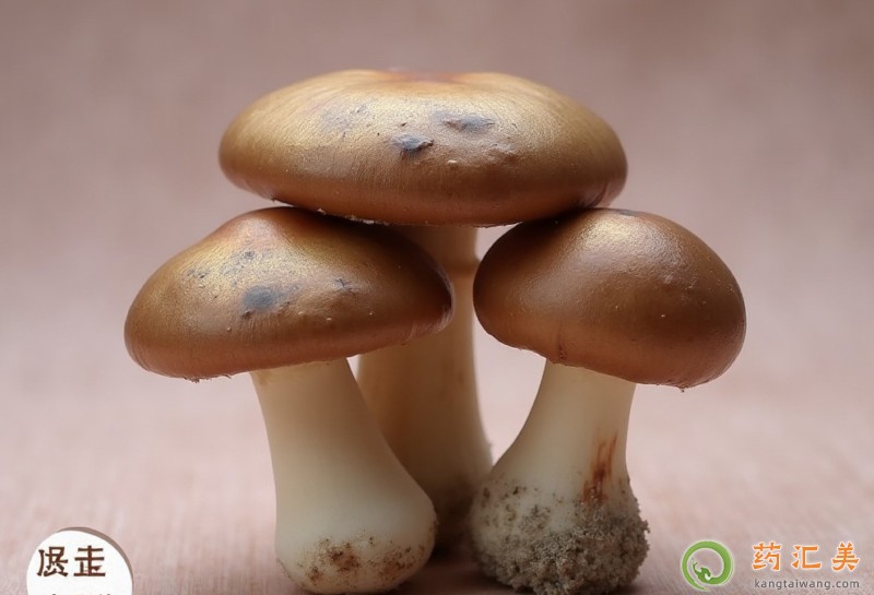 胰腺炎恢復期能吃草菇嗎 胰腺炎恢復期能吃草菇嗎