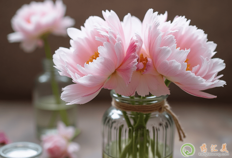 芍藥的營養(yǎng)價(jià)值 芍藥的營養(yǎng)價(jià)值