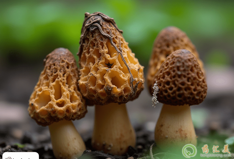 羊肚菌的營養價值 羊肚菌的營養價值