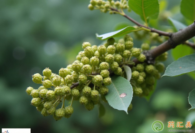 胰腺炎出院后能吃青花椒嗎 胰腺炎出院后能吃青花椒嗎