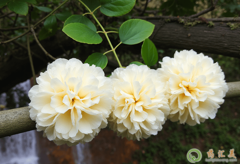 白木耳的功效與作用 白木耳的功效與作用