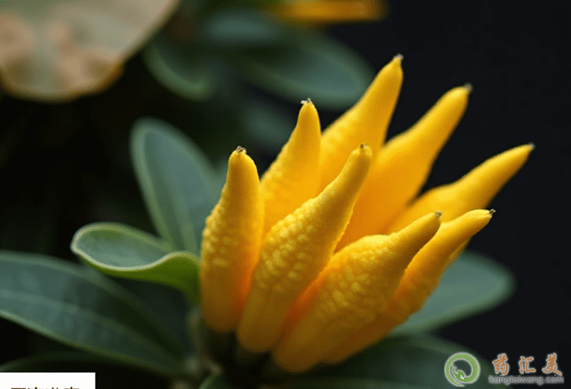 佛手的功效 qq截圖20201110212157.png