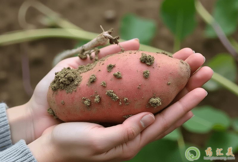 板栗紅薯的功效 板栗紅薯的功效
