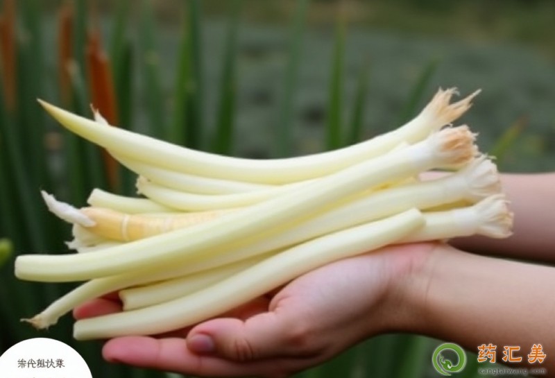 胰腺炎能吃藕帶嗎 胰腺炎能吃藕帶嗎